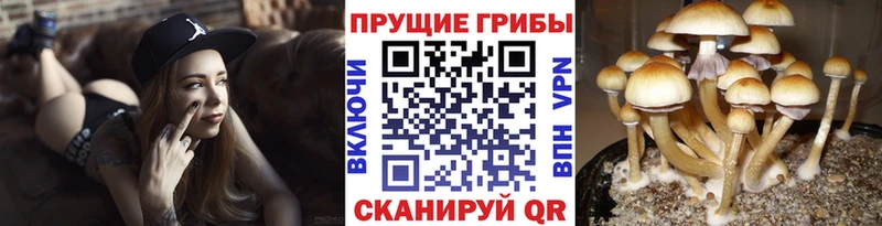 Псилоцибиновые грибы GOLDEN TEACHER Вельск